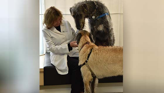 veterinary doctor