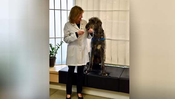veterinary